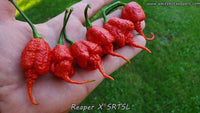 Reaper x SRTSL - Pepper Seeds - White Hot Peppers